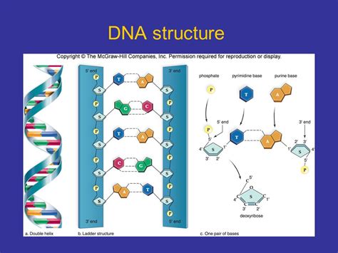 dna replication animation simple|dna replication animation mcgraw hill.